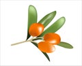 Berry sea orange buckthorn